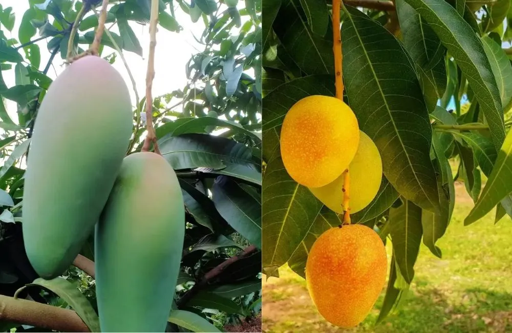 Đặc điểm xoài Hạ Tuyết Đài Đông