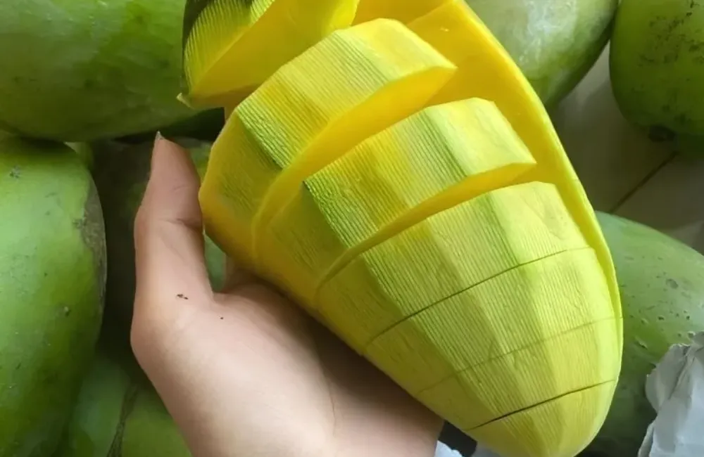 Đặc điểm xoài Hạ Tuyết Đài Đông