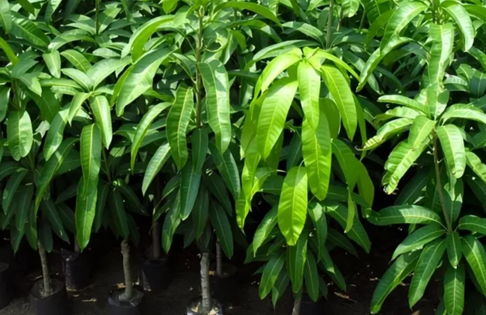 Đặc điểm xoài Hạ Tuyết Đài Đông