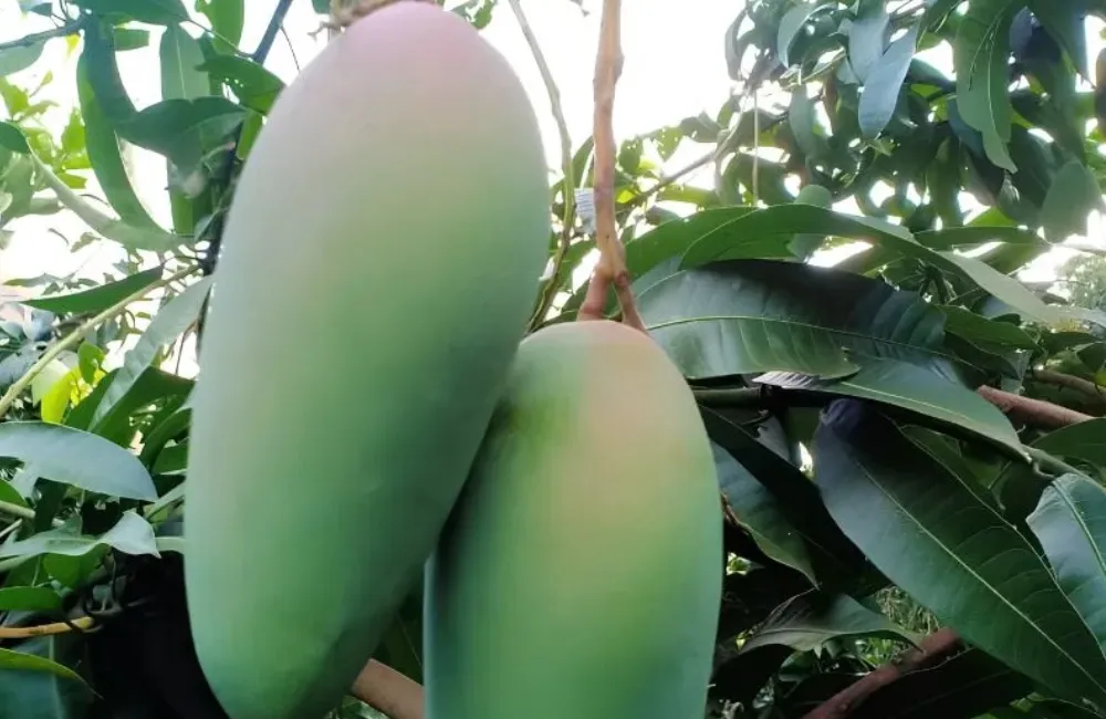 Đặc điểm xoài Hạ Tuyết Đài Đông