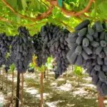 Điều kiện trồng nho móng tay đúng kỹ thuật nhà vườn nên biết