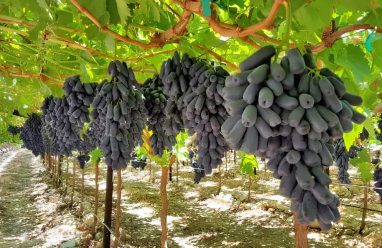 Điều kiện trồng nho móng tay đúng kỹ thuật nhà vườn nên biết