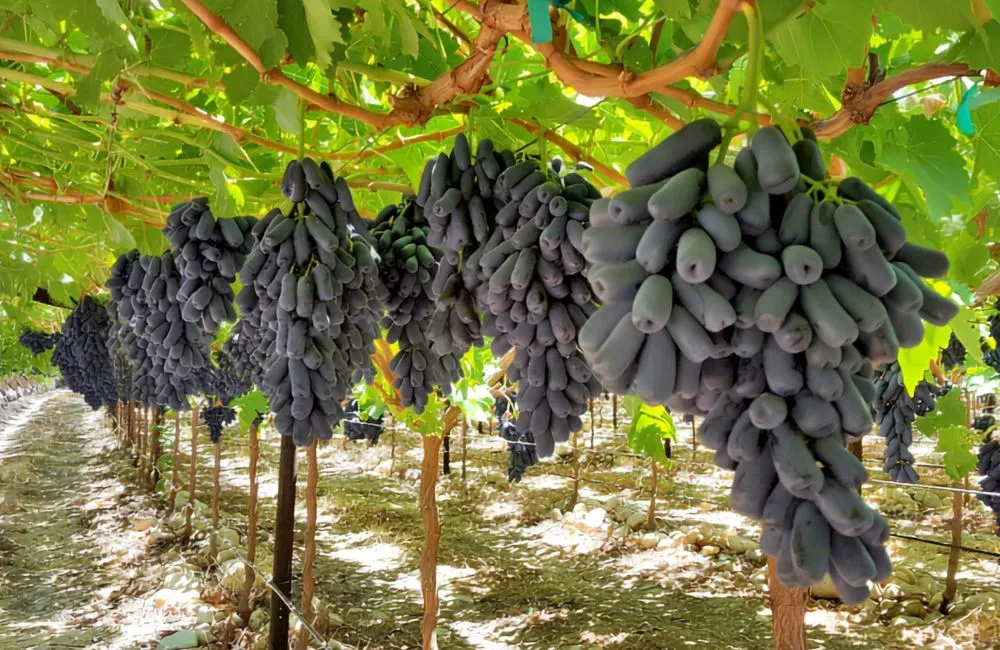 Điều kiện trồng nho móng tay 