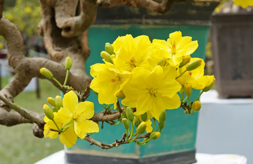 Dinh dưỡng cho mai vàng ra hoa