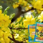 Dinh dưỡng cho mai vàng ra hoa nhiều, đều và đẹp
