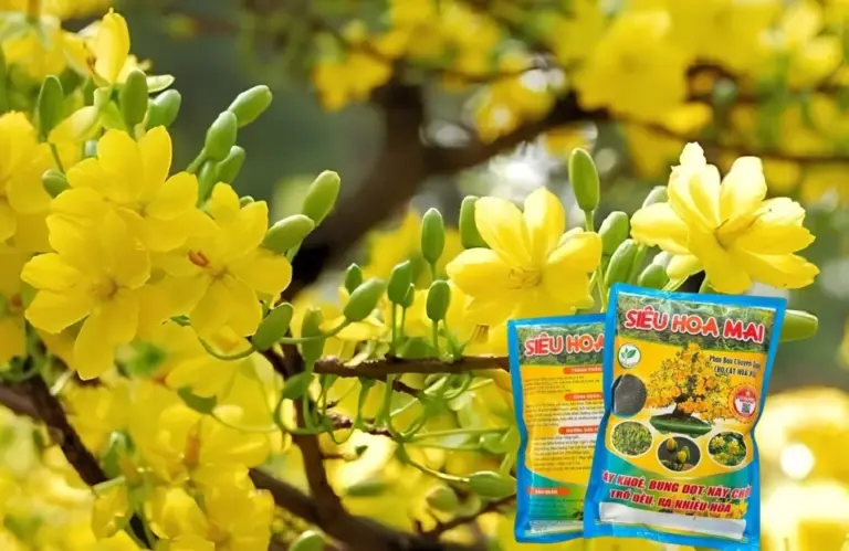 Dinh dưỡng cho mai vàng ra hoa nhiều, đều và đẹp