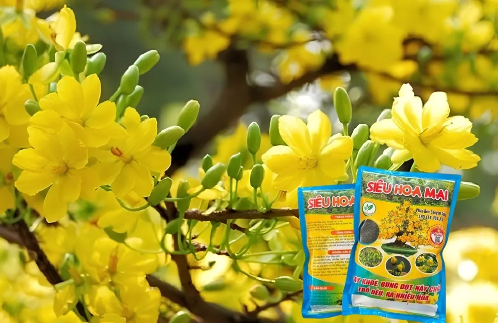 Dinh dưỡng cho mai vàng ra hoa 
