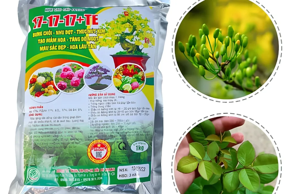 Dinh dưỡng cho mai vàng ra hoa