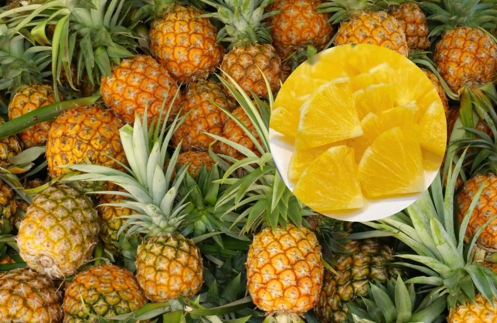 Dứa mật không gai MD2