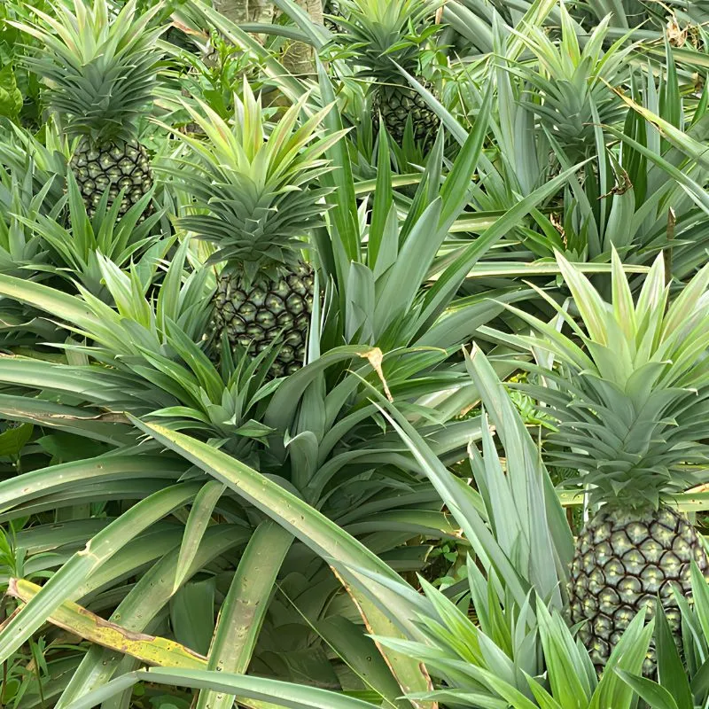 Dứa mật Pu Lau không gai