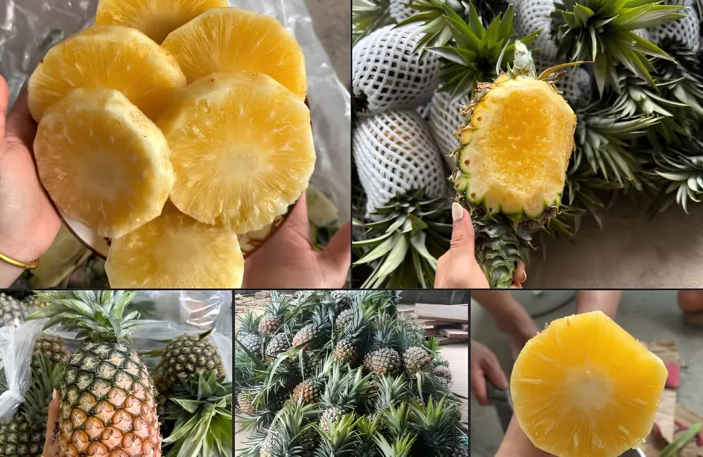 Dứa mật Pu Lau không gai