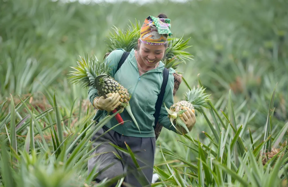 Dứa mật Pu Lau không gai
