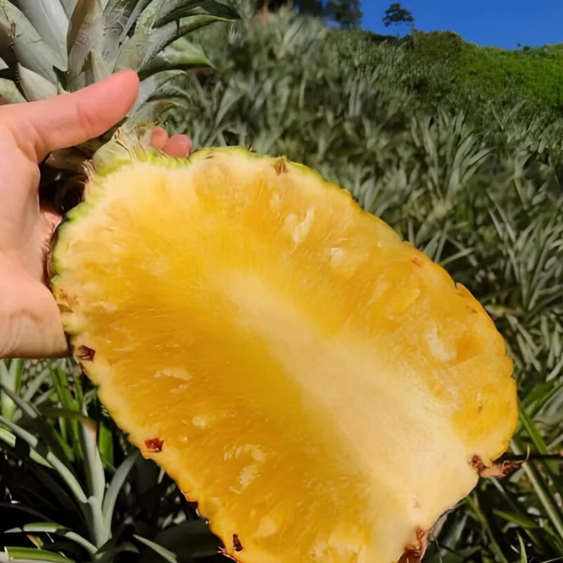 Dứa mật Pu Lau không gai