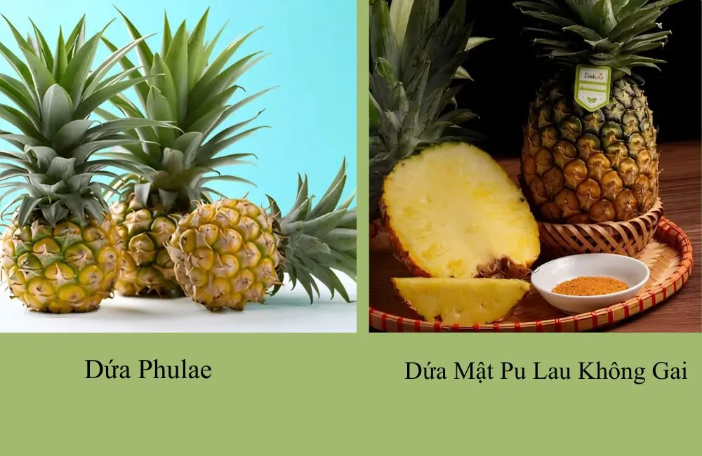 Dứa Phulae