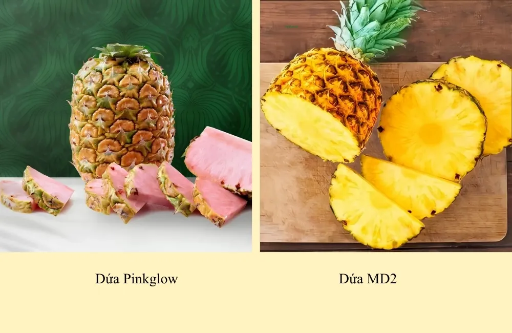 Đặc điểm dứa Pinkglow