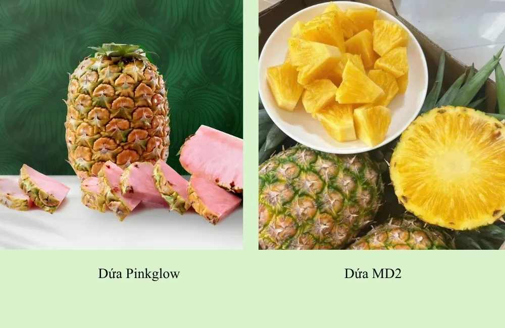 So sánh dứa Pinkglow