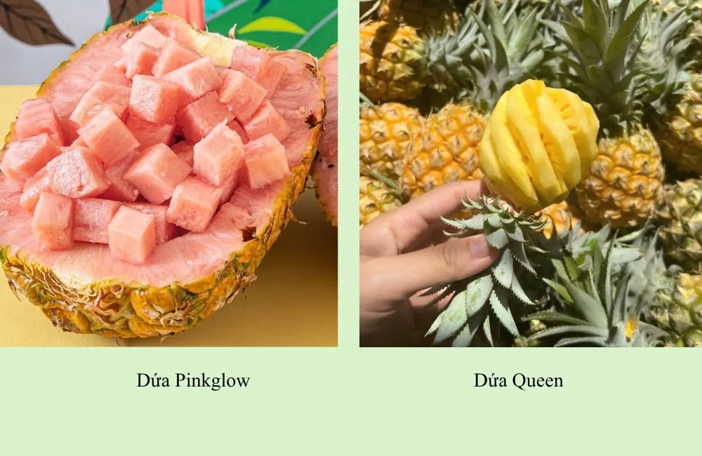 So sánh dứa Pinkglow