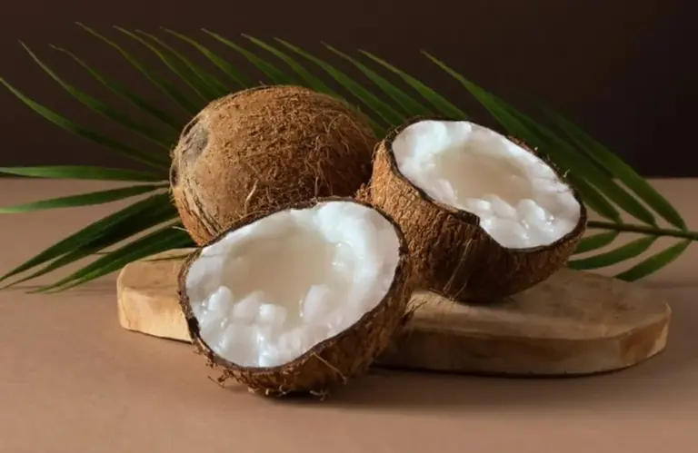 Dừa sáp cấy mô và dứa sáp truyền thống: Đâu là lựa chọn tốt?