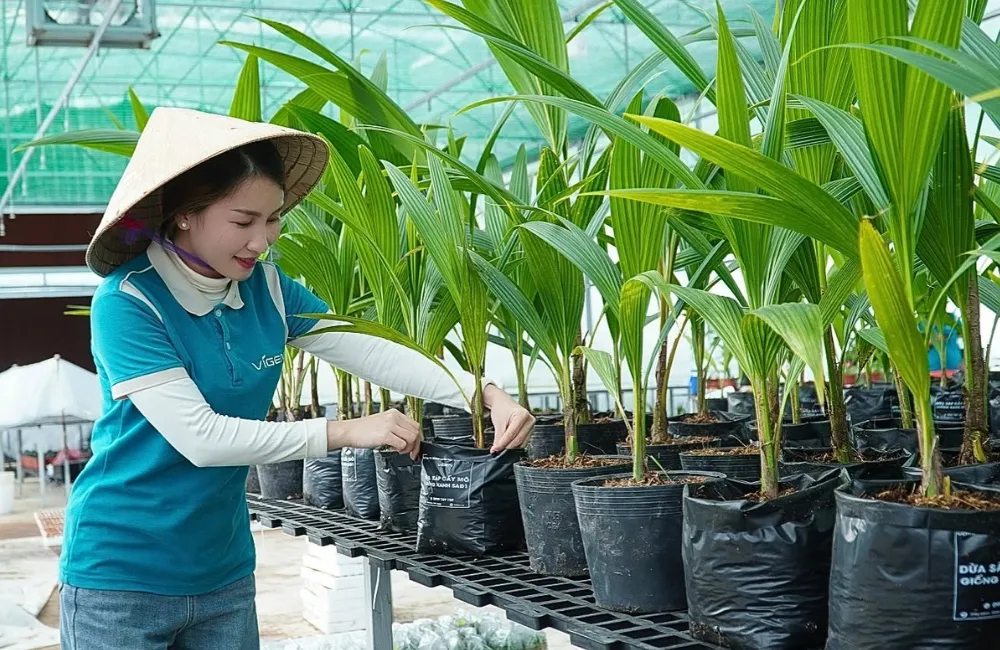 Dừa sáp cấy mô