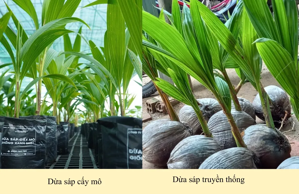Dừa sáp cấy mô