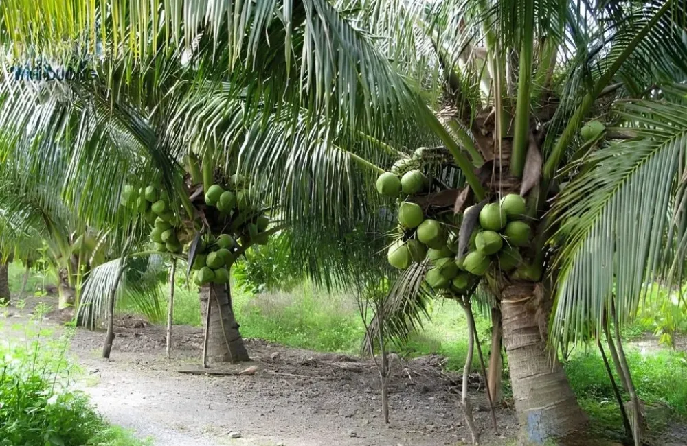 Dừa sáp tạo sáp