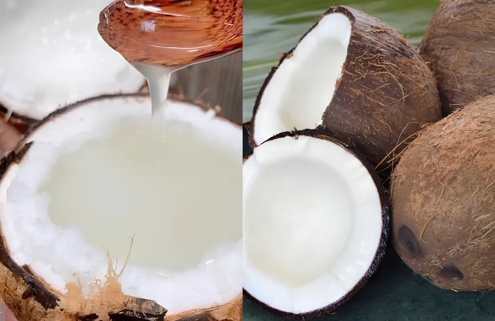 Dừa sáp tạo sáp