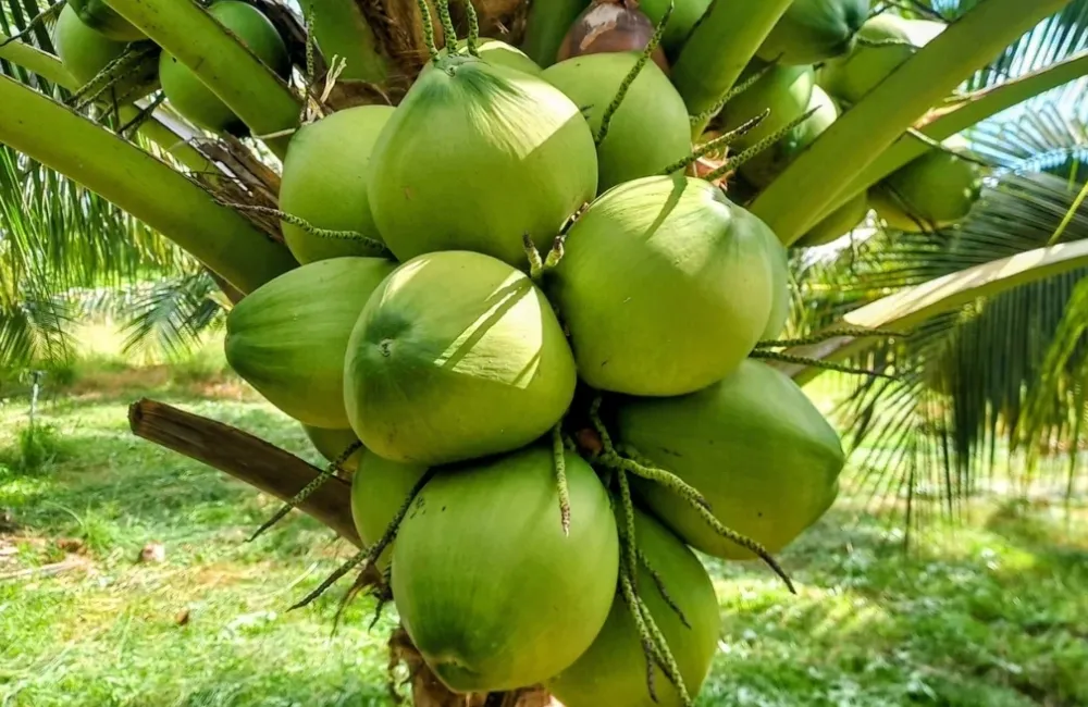 Dừa Xiêm Xanh
