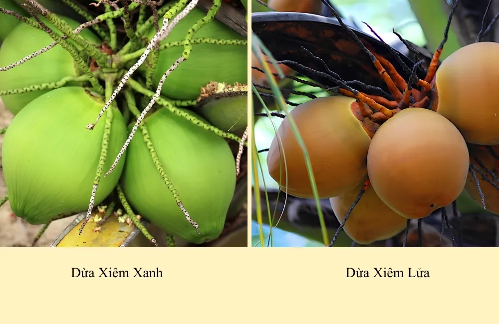Dừa Xiêm Xanh
