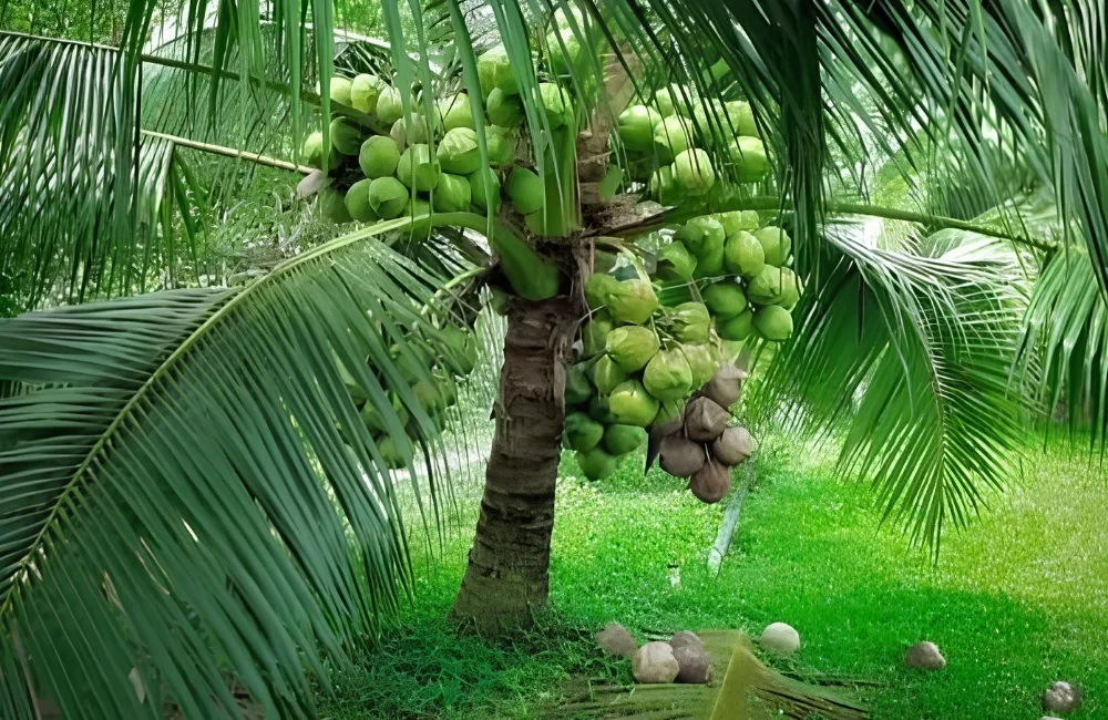 Dừa Xiêm Xanh