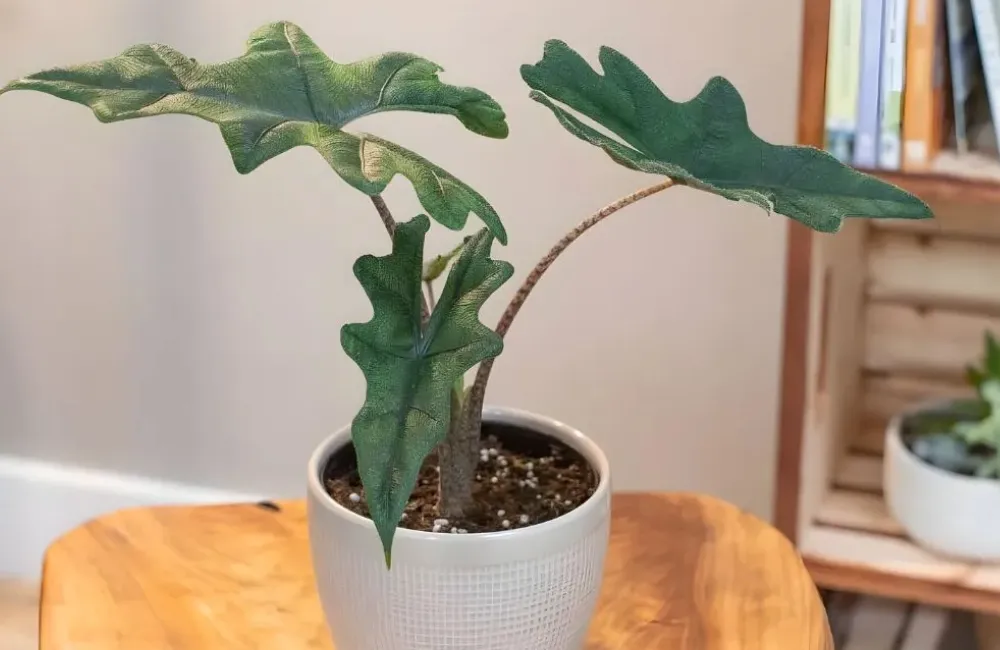 Giá bán Alocasia Jacklyn cấy mô