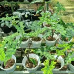 Giá bán Alocasia Jacklyn cấy mô tốt nhất và cách chọn cây giống chất lượng