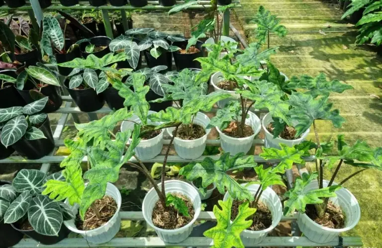 Giá bán Alocasia Jacklyn cấy mô tốt nhất và cách chọn cây giống chất lượng