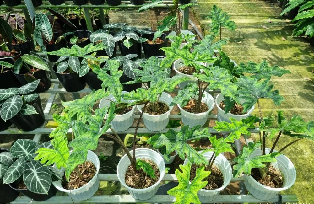 Giá bán Alocasia Jacklyn cấy mô