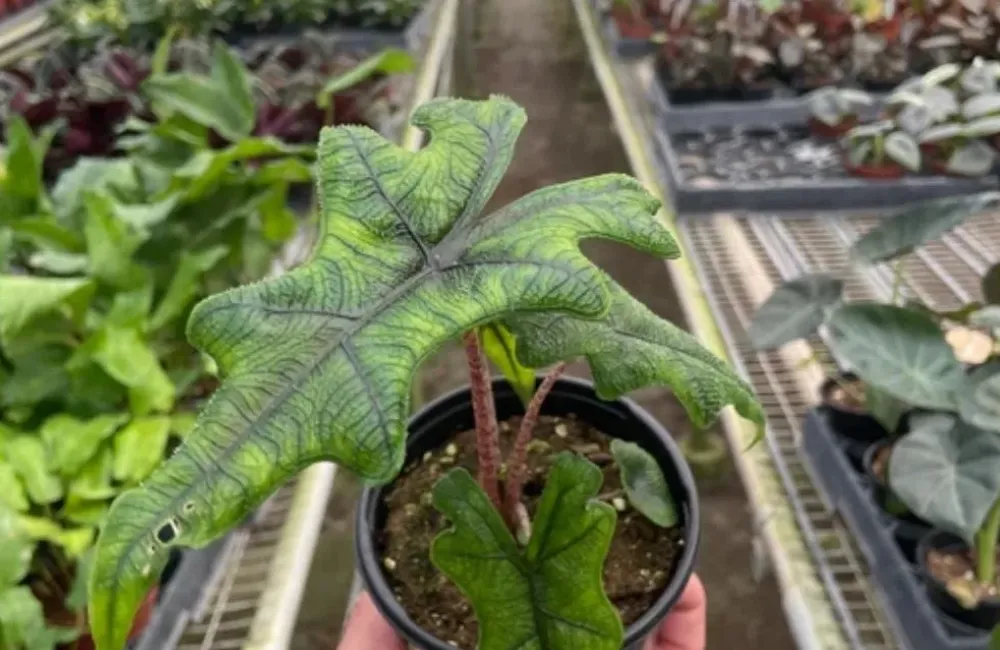 Giá bán Alocasia Jacklyn cấy mô