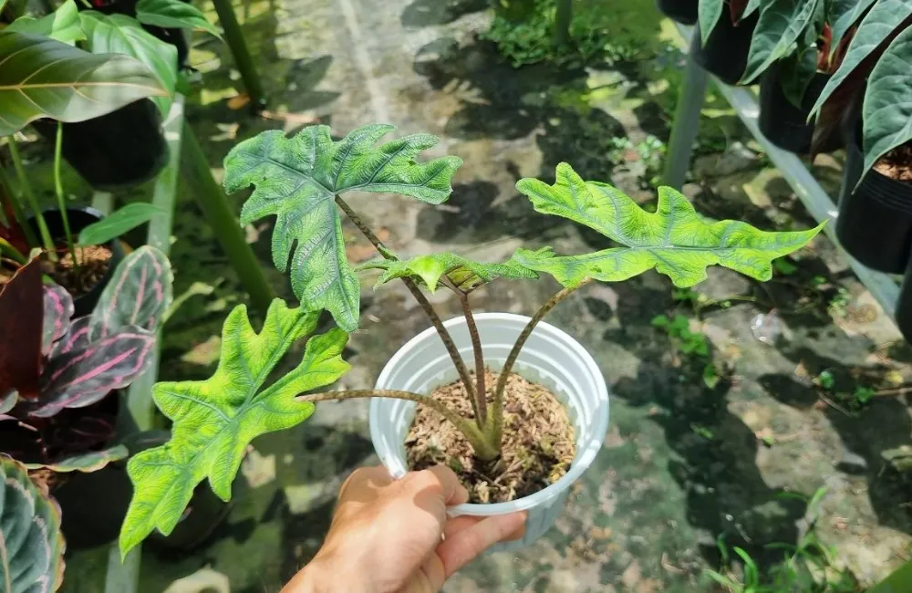 Giá bán Alocasia Jacklyn cấy mô