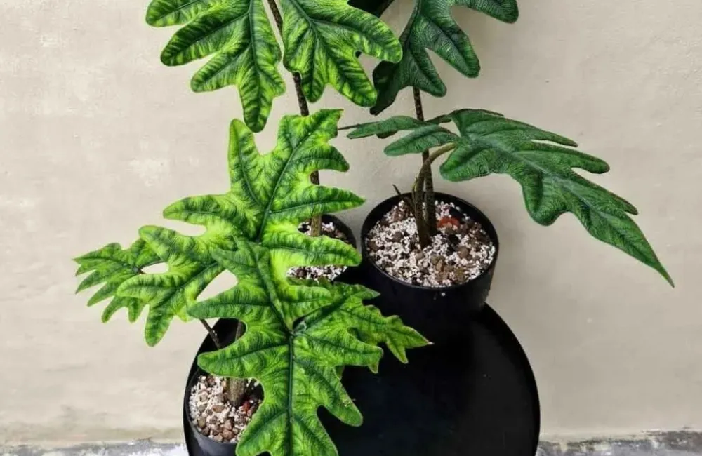 Giá bán Alocasia Jacklyn cấy mô