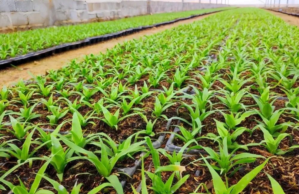 Giá cây giống dứa phulae