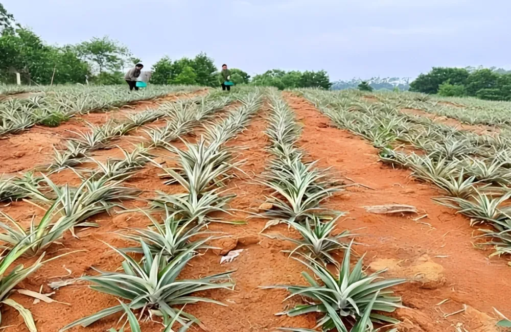 Giá cây giống dứa phulae
