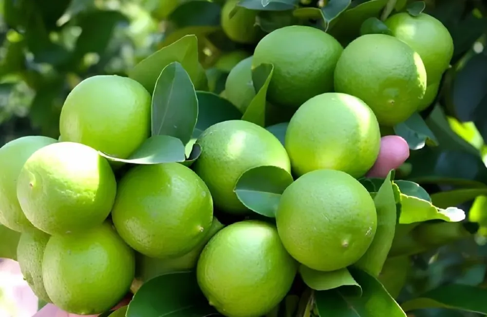 Giá chanh không hạt