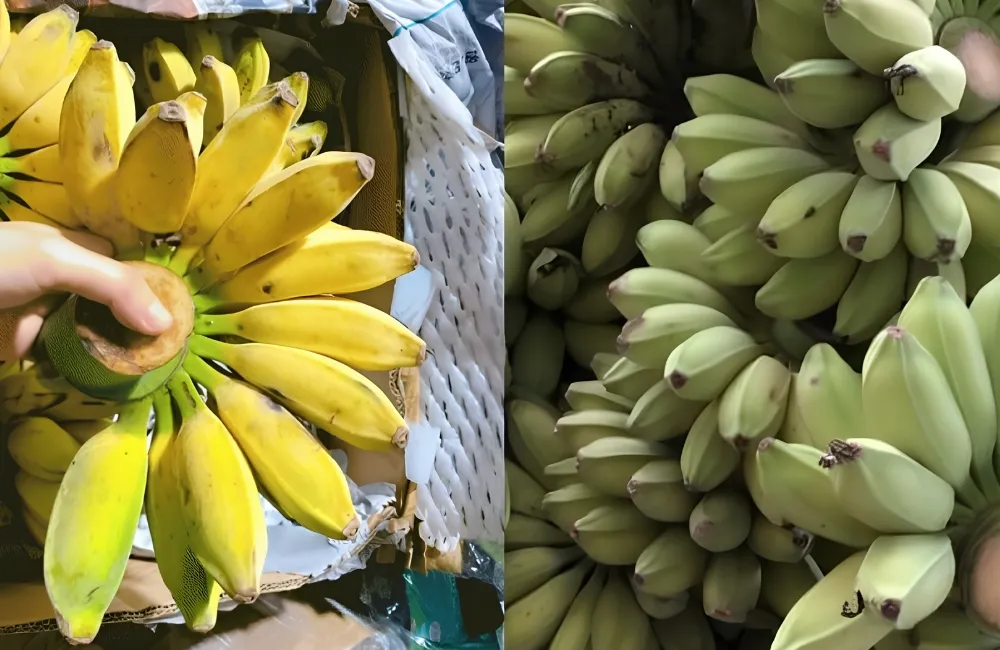 Giá chuối Sáp