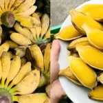 Giá chuối sáp hiện nay và những yếu tố nhà vườn cần theo dõi