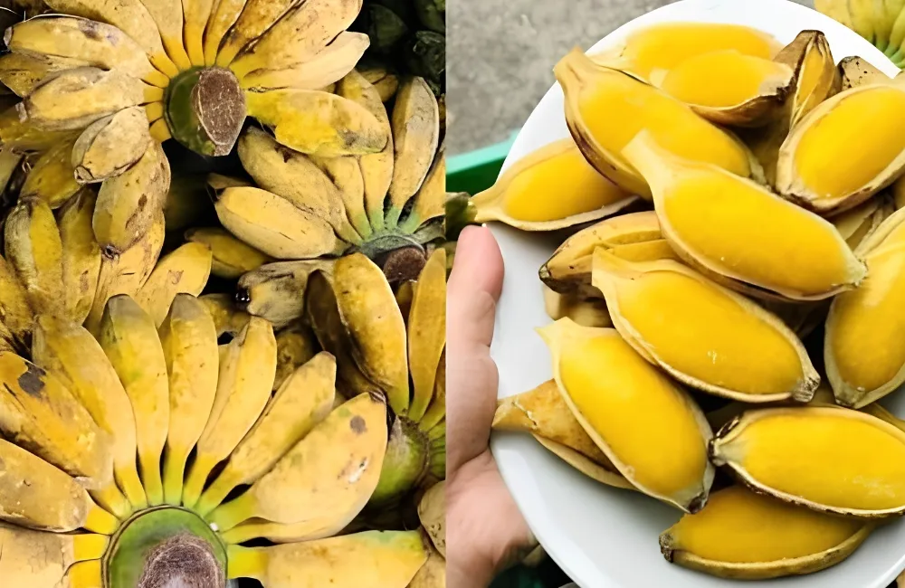Giá chuối Sáp