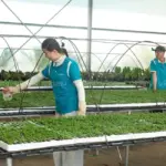 ViGen nhận gia công cây giống cúc mâm xôi cấy mô theo yêu cầu