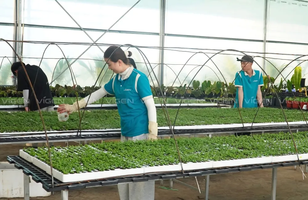 Gia công cây giống cúc mâm xôi cấy mô 