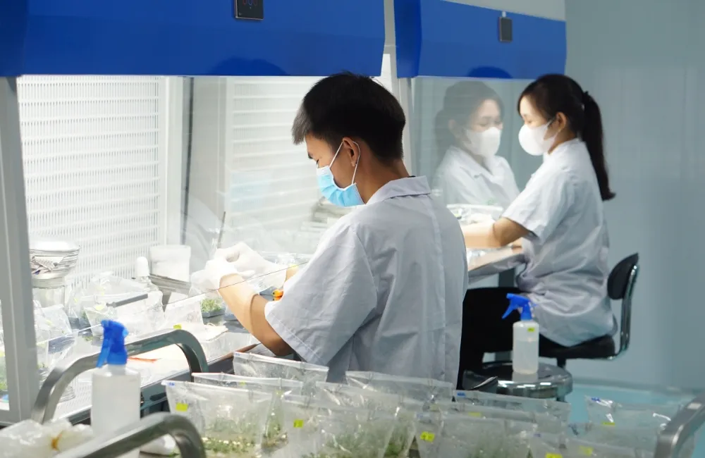 Gia công cây giống cúc mâm xôi cấy mô