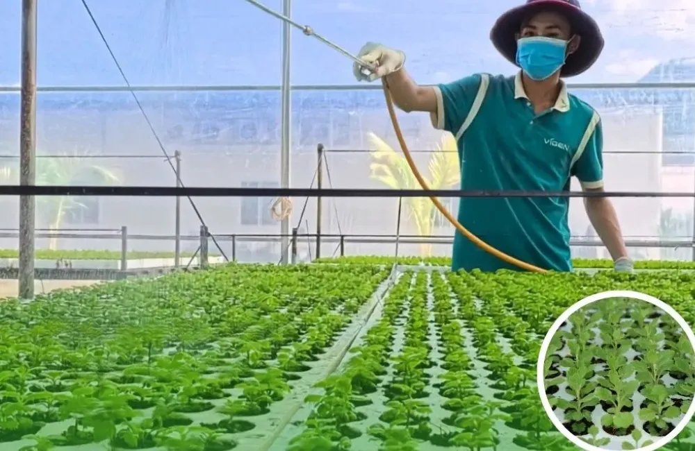 Gia công cây giống cúc mâm xôi cấy mô