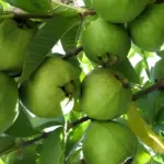 Giá Ổi Nữ Hoàng và phân tích hiệu quả kinh tế khi trồng