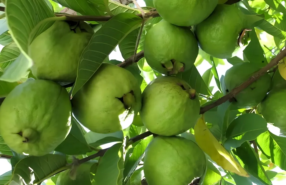 Giá Ổi Nữ Hoàng