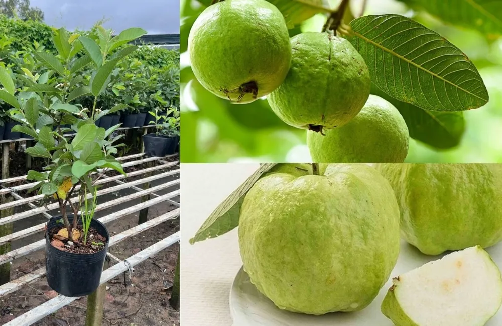 Giá Ổi Nữ Hoàng