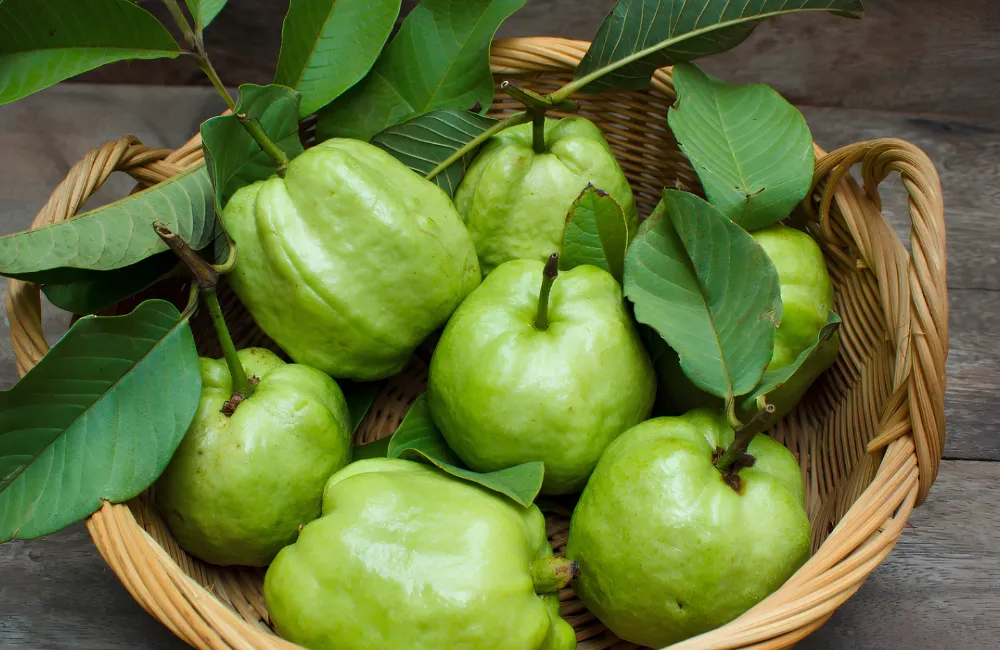 Giá Ổi Nữ Hoàng